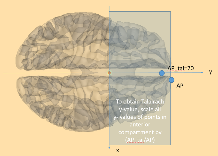 Talairach Transformation File - BESA® Wiki